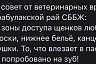 Саратовские ветеринары спасли проглотившего носки бигля